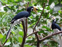 Malabar Pied Hornbill